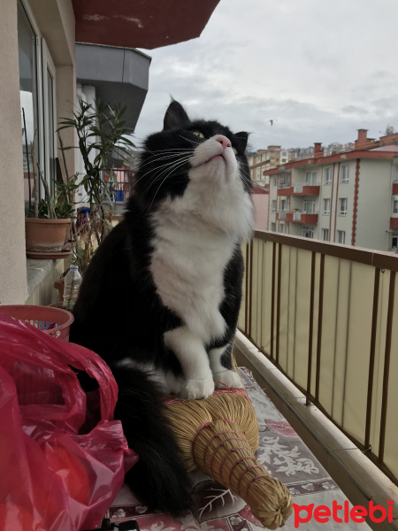 Tuxedo (Smokin) Kedi, Kedi  Smokin fotoğrafı