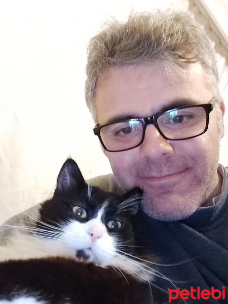 Tuxedo (Smokin) Kedi, Kedi  Kırpık fotoğrafı