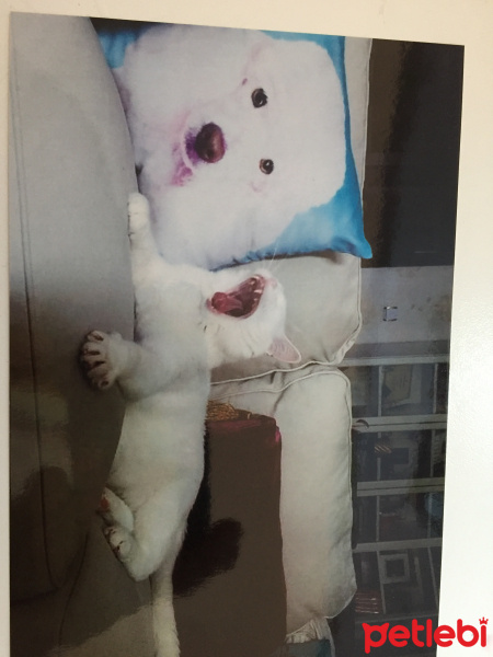 Van Kedisi, Kedi  Aref fotoğrafı