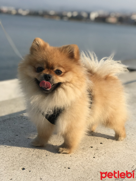 Pomeranyalı, Köpek  Bobby fotoğrafı