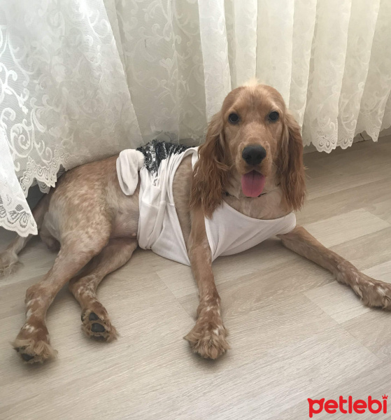 Amerikan Cocker Spaniel, Köpek  Maya fotoğrafı