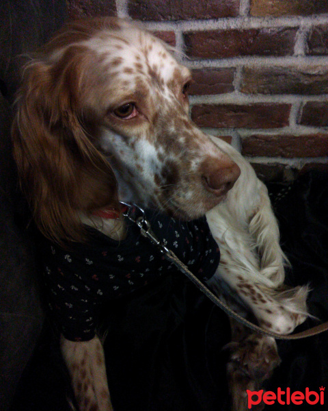 İngiliz Setter, Köpek  Tarçın fotoğrafı