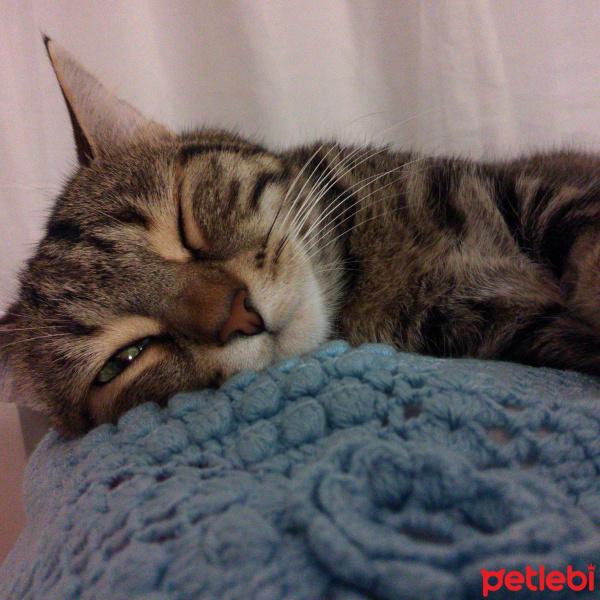Soke, Kedi  Luna fotoğrafı