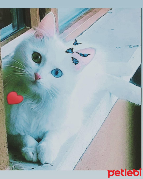 Ankara Kedisi, Kedi  Salep fotoğrafı