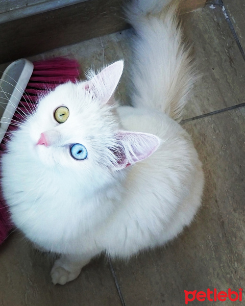 Ankara Kedisi, Kedi  Salep fotoğrafı