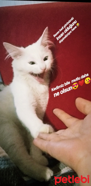 Ankara Kedisi, Kedi  Salep fotoğrafı