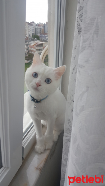 Van Kedisi, Kedi  Deniz fotoğrafı