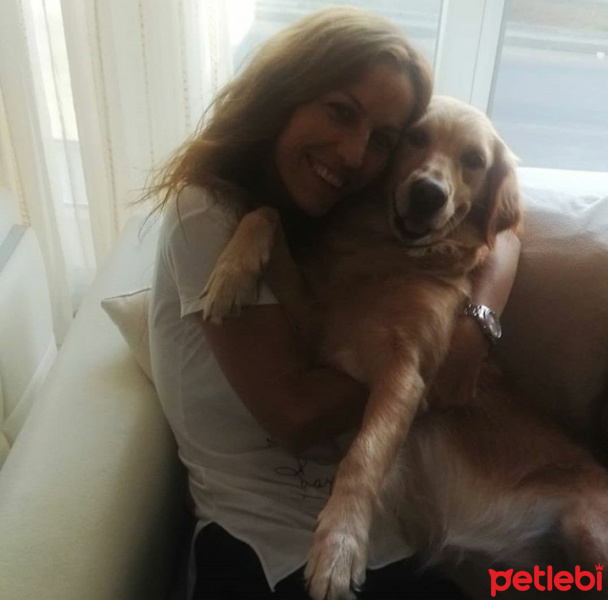 Golden Retriever, Köpek  Daisy fotoğrafı