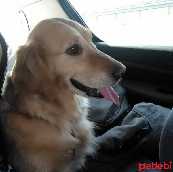 Golden Retriever, Köpek  Daisy fotoğrafı