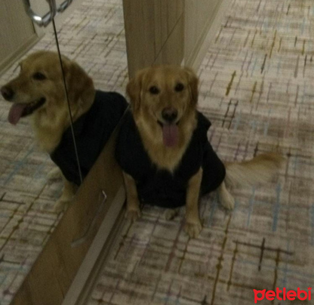 Golden Retriever, Köpek  Daisy fotoğrafı