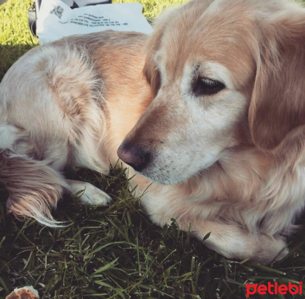 Golden Retriever, Köpek  Daisy fotoğrafı