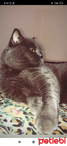 British Shorthair, Kedi  Duman fotoğrafı