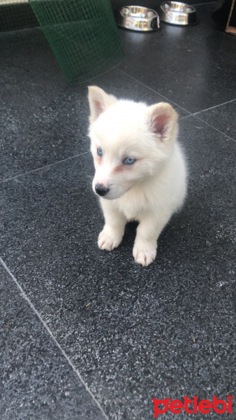 Sibirya Kurdu (Husky), Köpek  2 aylık husky fotoğrafı