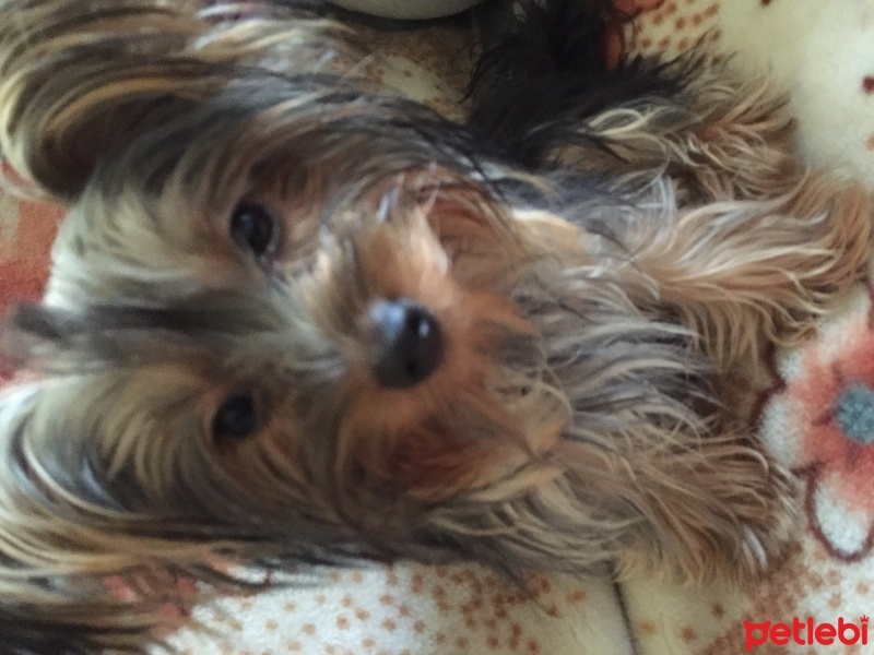 Yorkshire Terrier, Köpek  Heros fotoğrafı