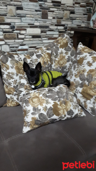 Chihuahua, Köpek  Paşa fotoğrafı