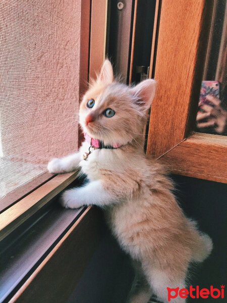 Tekir Kedi, Kedi  Leydi fotoğrafı