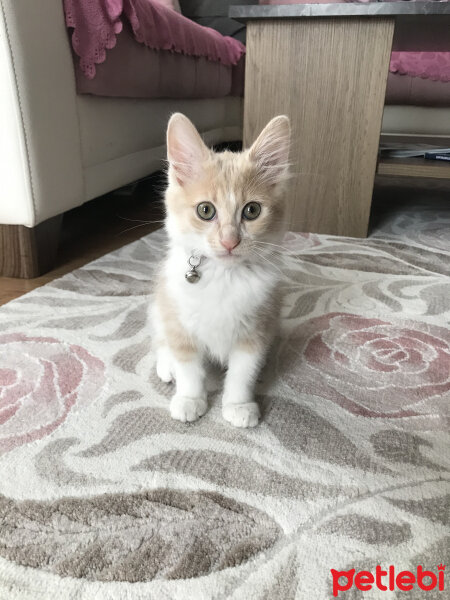 Tekir Kedi, Kedi  Leydi fotoğrafı