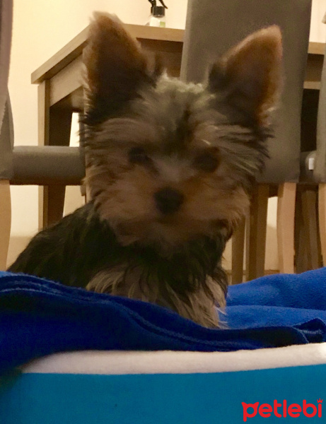 Yorkshire Terrier, Köpek  Cincer fotoğrafı