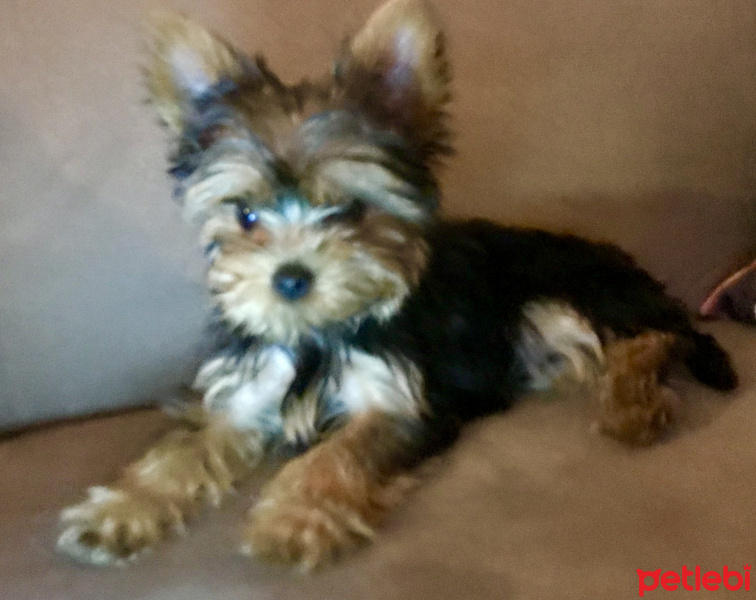 Yorkshire Terrier, Köpek  Cincer fotoğrafı