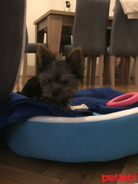 Yorkshire Terrier, Köpek  Cincer fotoğrafı