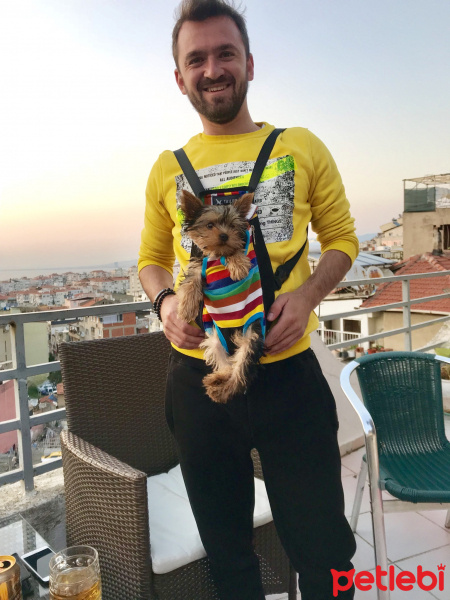Yorkshire Terrier, Köpek  Cincer fotoğrafı