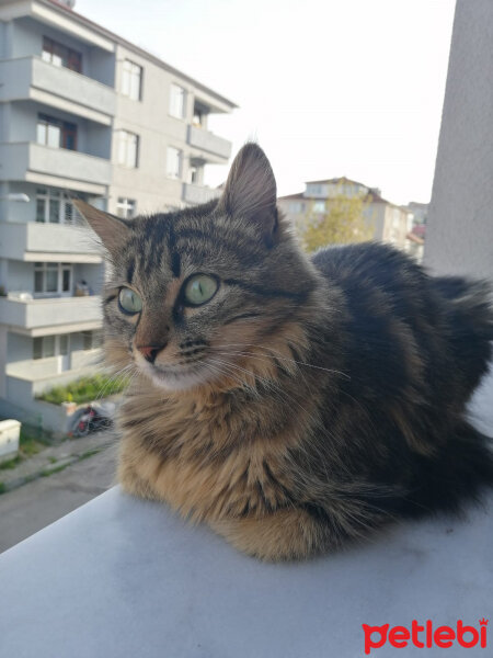 Tekir Kedi, Kedi  şila fotoğrafı