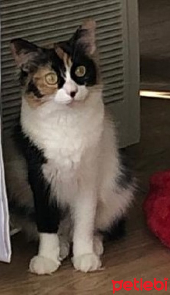 Tekir Kedi, Kedi  Mia fotoğrafı