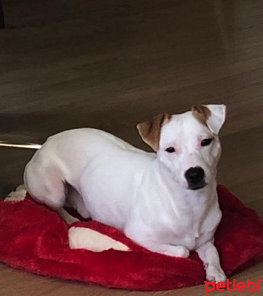 Jack Russell Terrier, Köpek  Milo fotoğrafı