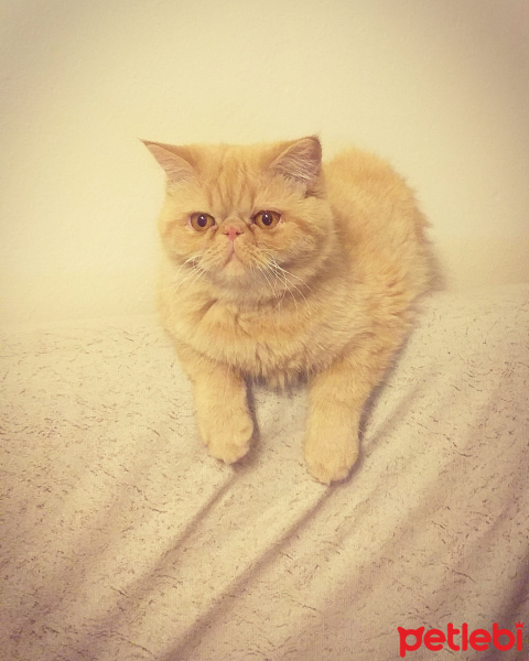 Exotic Shorthair, Kedi  ASUMAN fotoğrafı