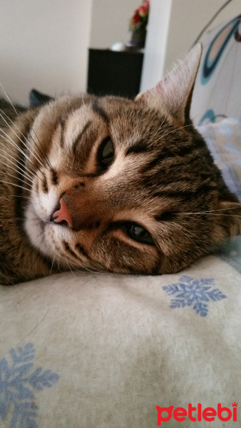 Tekir Kedi, Kedi  Cookie fotoğrafı