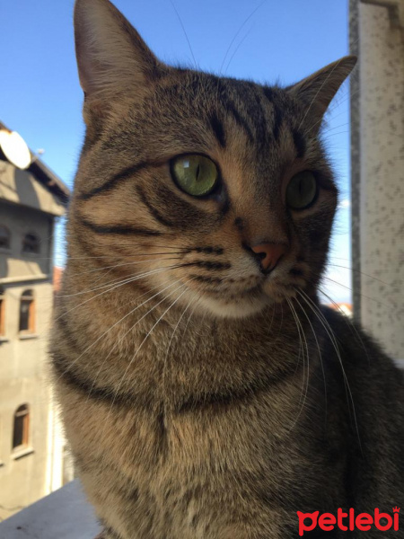 Tekir Kedi, Kedi  Cookie fotoğrafı