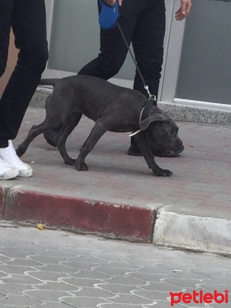 Amerikan Pitbull Terrier, Köpek  Caki fotoğrafı