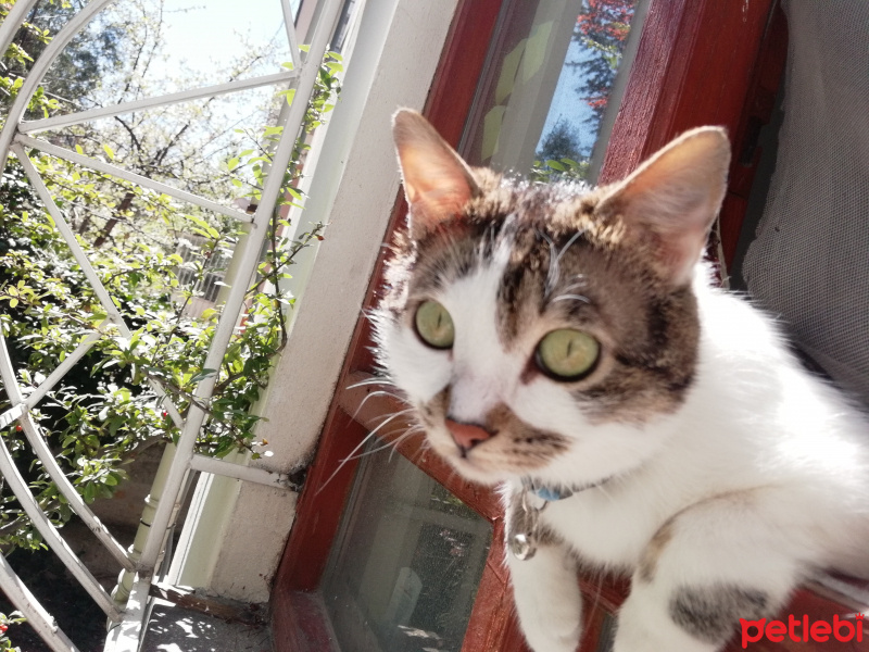 Tekir Kedi, Kedi  Gakkuş fotoğrafı