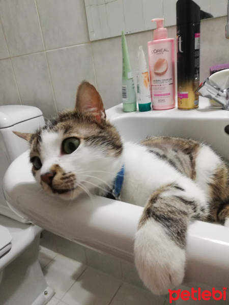 Tekir Kedi, Kedi  Gakkuş fotoğrafı