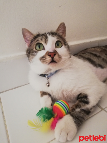 Tekir Kedi, Kedi  Gakkuş fotoğrafı