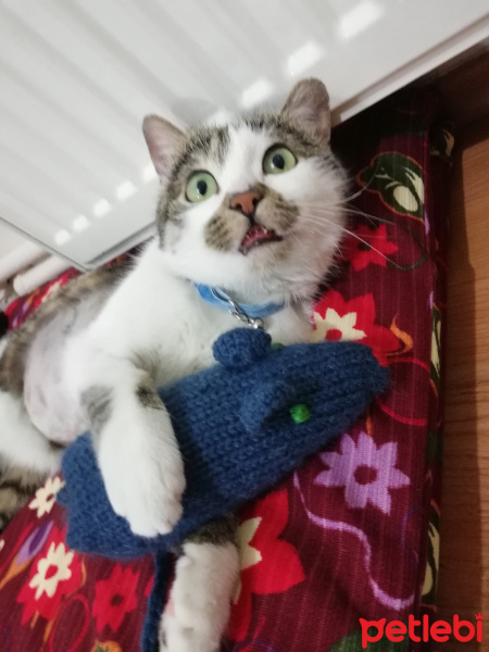 Tekir Kedi, Kedi  Gakkuş fotoğrafı