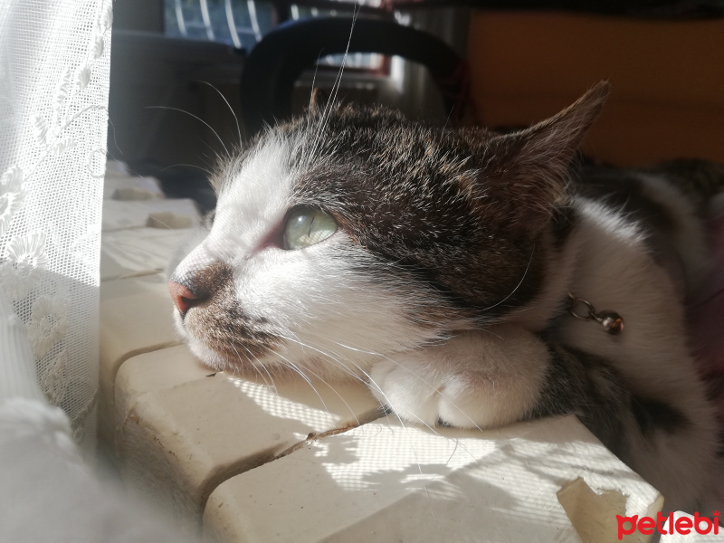 Tekir Kedi, Kedi  Gakkuş fotoğrafı