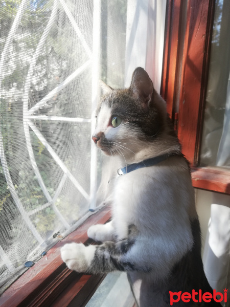 Tekir Kedi, Kedi  Gakkuş fotoğrafı