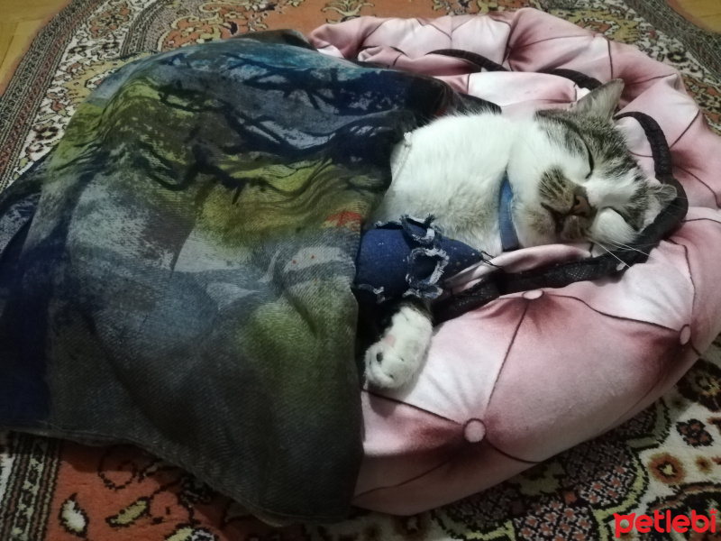 Tekir Kedi, Kedi  Gakkuş fotoğrafı