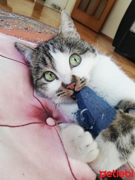 Tekir Kedi, Kedi  Gakkuş fotoğrafı