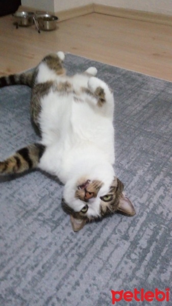 Tekir Kedi, Kedi  Gakkuş fotoğrafı