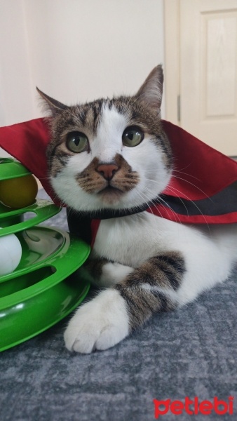 Tekir Kedi, Kedi  Gakkuş fotoğrafı