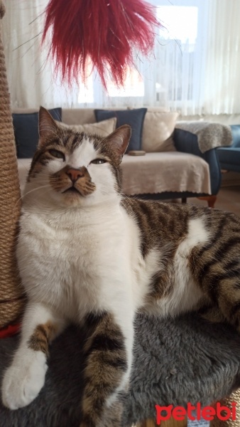 Tekir Kedi, Kedi  Gakkuş fotoğrafı