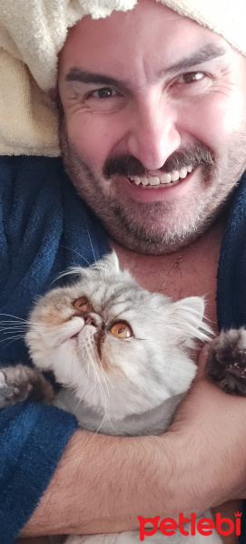 İran Kedisi (Persian), Kedi  Theo fotoğrafı