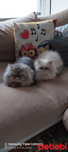 İran Kedisi (Persian), Kedi  Theo fotoğrafı