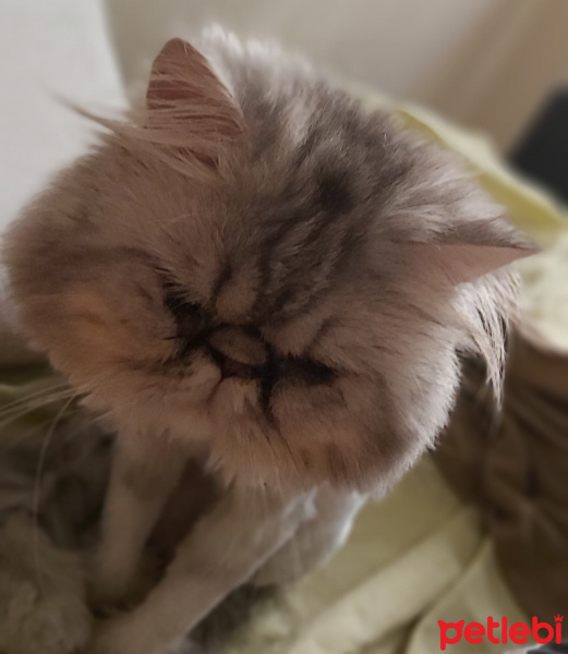 İran Kedisi (Persian), Kedi  Theo fotoğrafı
