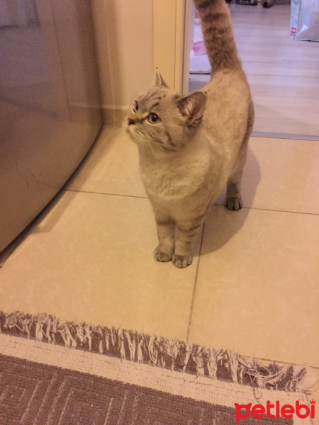 British Shorthair, Kedi  BEAUTY fotoğrafı
