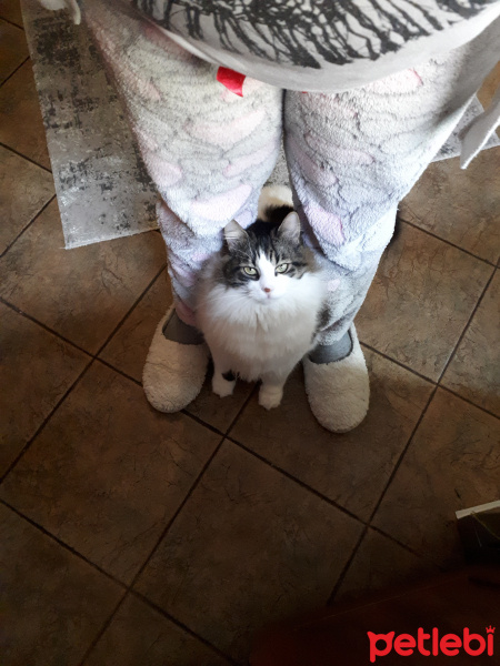 Tekir Kedi, Kedi  Şans fotoğrafı