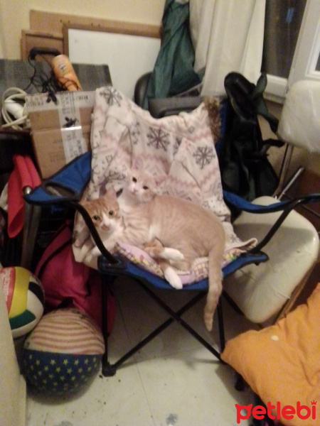 Sarman, Kedi  Safran fotoğrafı