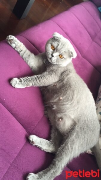 Scottish Fold, Kedi  Latte fotoğrafı